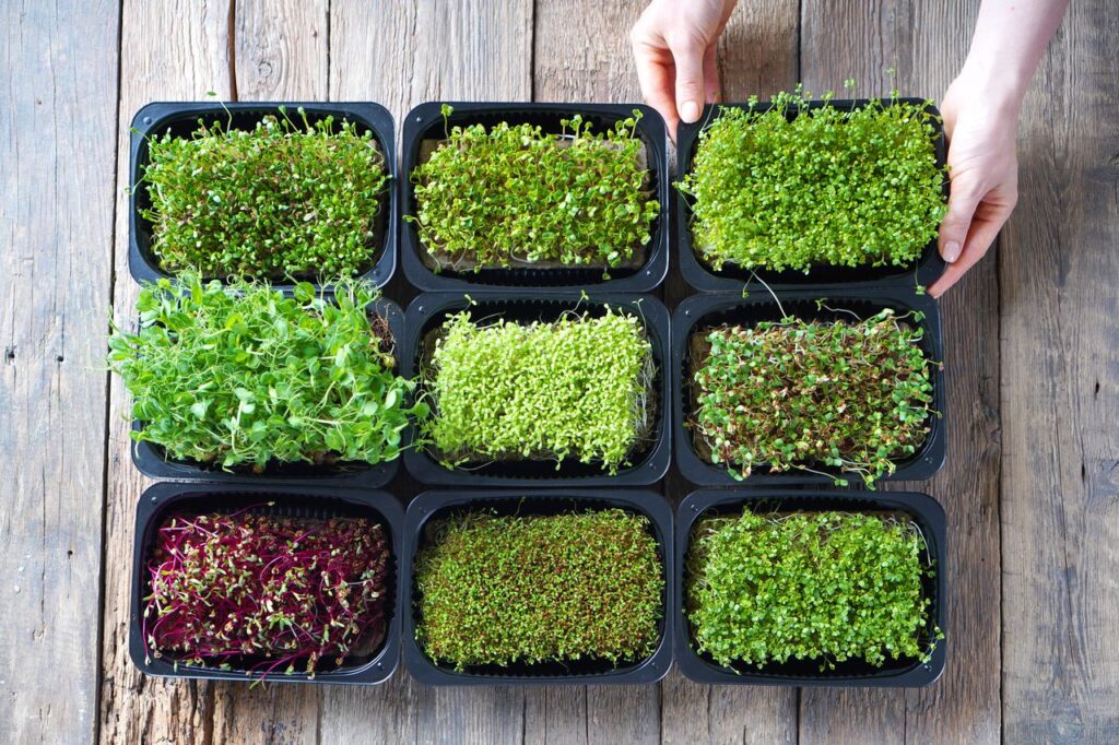 The Connection Between Microgreens and Health