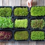 The Connection Between Microgreens and Health